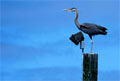 Blue Heron